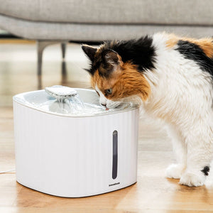 Come Scegliere la Migliore Fontanella Filtrante per Cani e Gatti