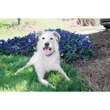 V4HED64785AF067A08268284CB13A6FA40DR5763546P6