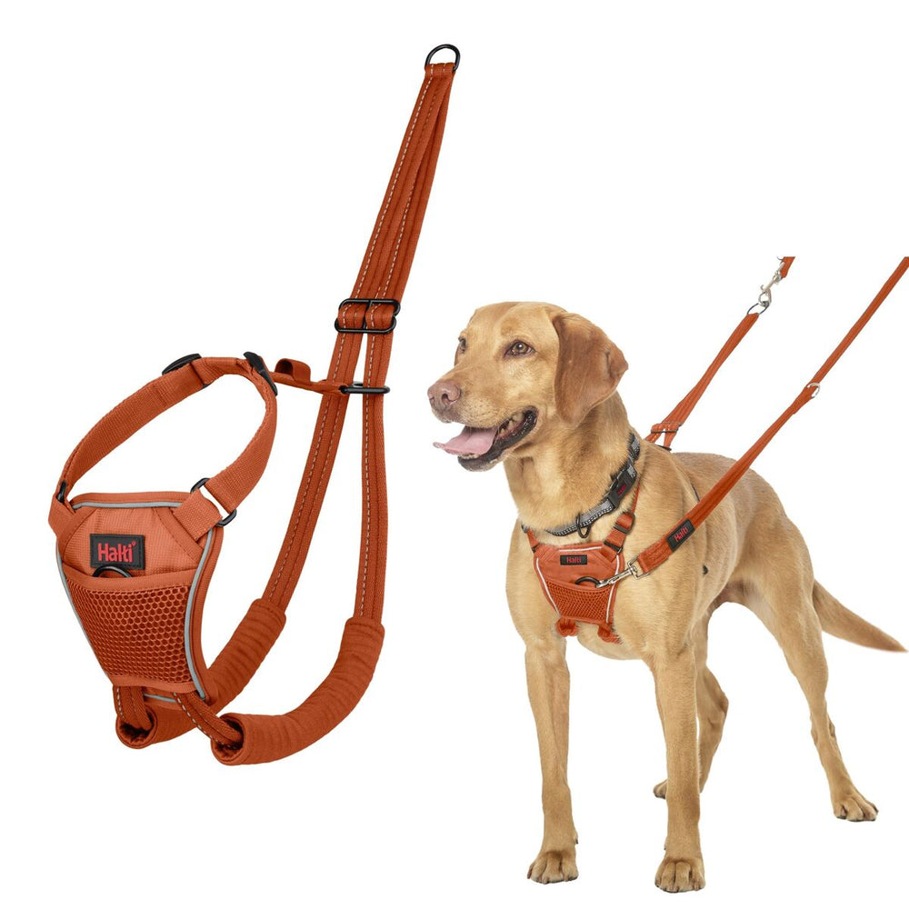 Arnés para Perro Company of Animals Orange 12