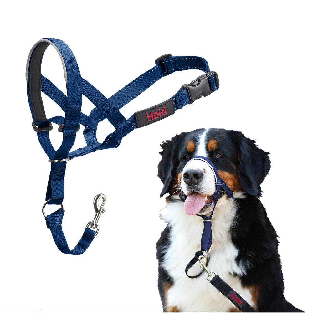 Museruola Company of Animals COBALT Azzurro 4