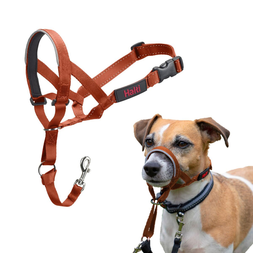 Museruola Company of Animals BURNT Arancio Taglia 1