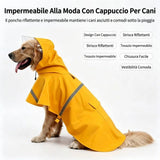 Prodotto 15885321568639 - dettaglio del prodotto