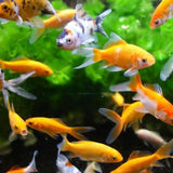 V2H5AE68E90829418302E5EEC369676C40ER7142600P3