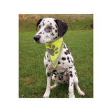 V4H94373F8041F15D9E067DB1074B2DBFB2R7439627P3