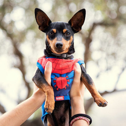 Maglietta per Cani Spider-Man Rosso
