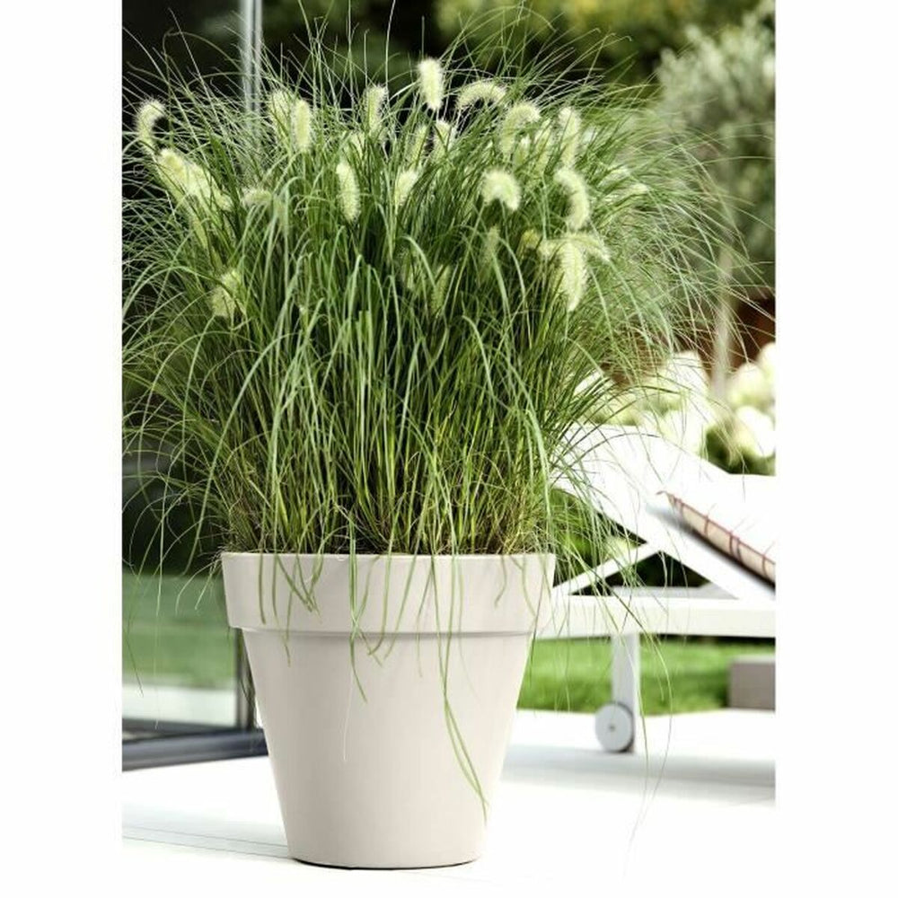 Vaso Elho