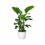 V4H932E881F6981876A65FAE0D523A40B22R6746323P10