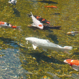 Pesci koi nuotano in una piscina cristallina con il chiarificatore per piscina Ubbink